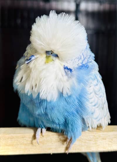 Exhibition Budgie Male