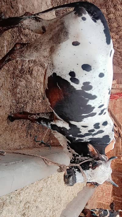 Cows for sale
