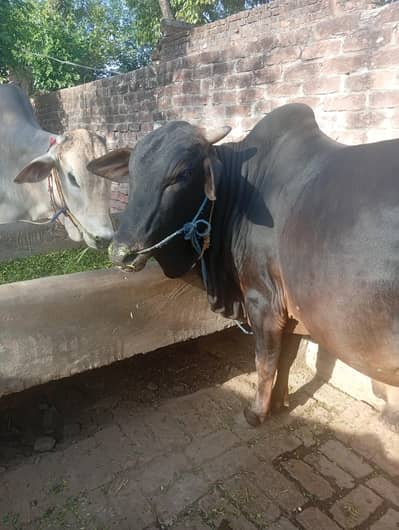 2 Qurbani wala cow
