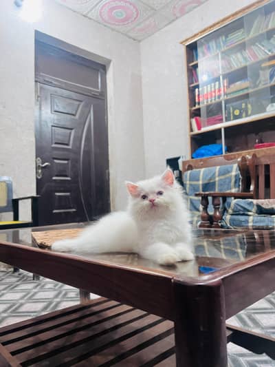 Persian cat for sale my WhatsApp number 0329-70-46-121