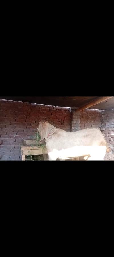 beetal Sialkot