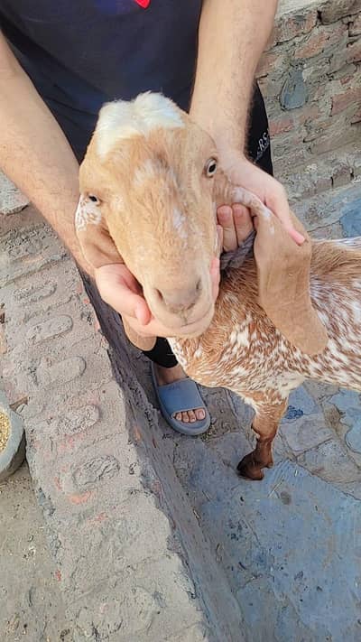 Makhi china bakra