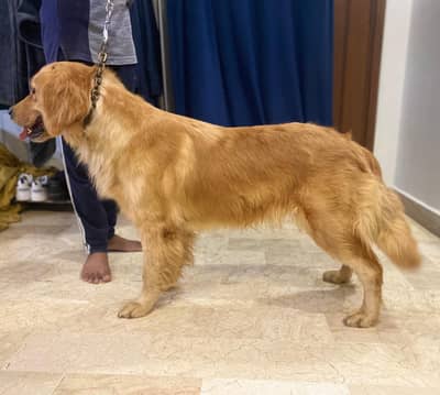 Golden retriever imported bloodline