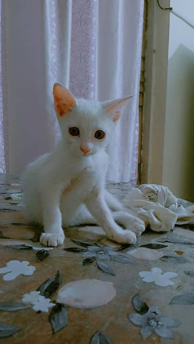 Stray Cat