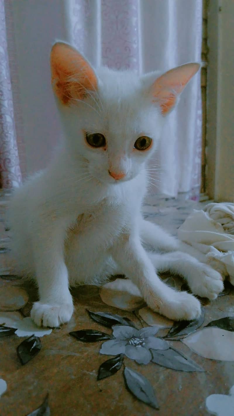 Stray Cat 1