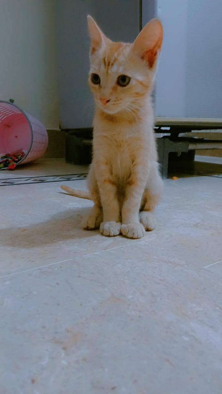 Stray Cat 2