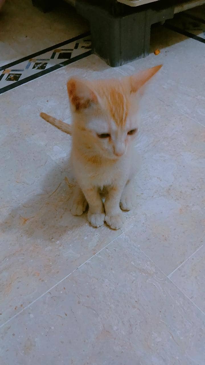 Stray Cat 3