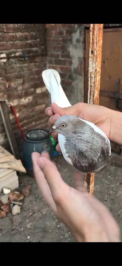 pigeon
