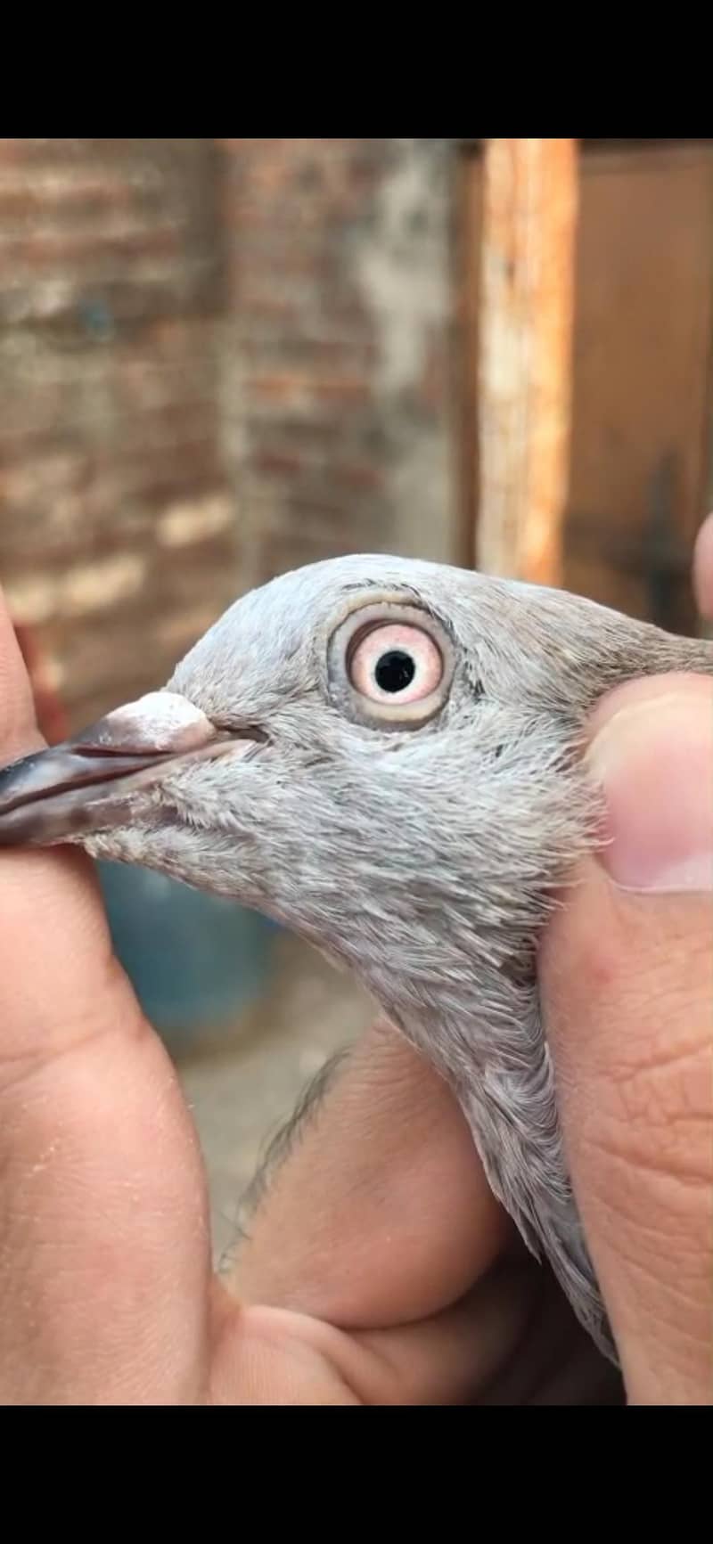 pigeon 1
