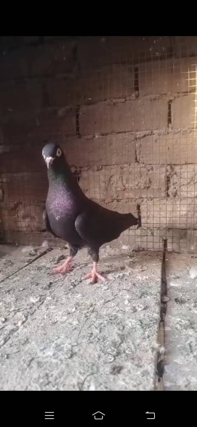 pigeon 5