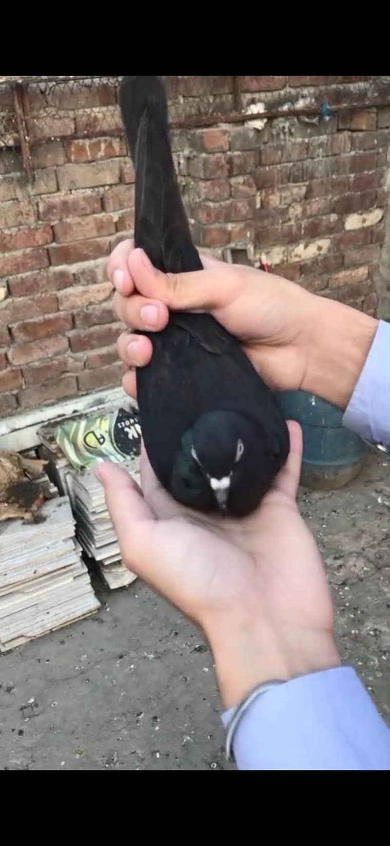 pigeon 6