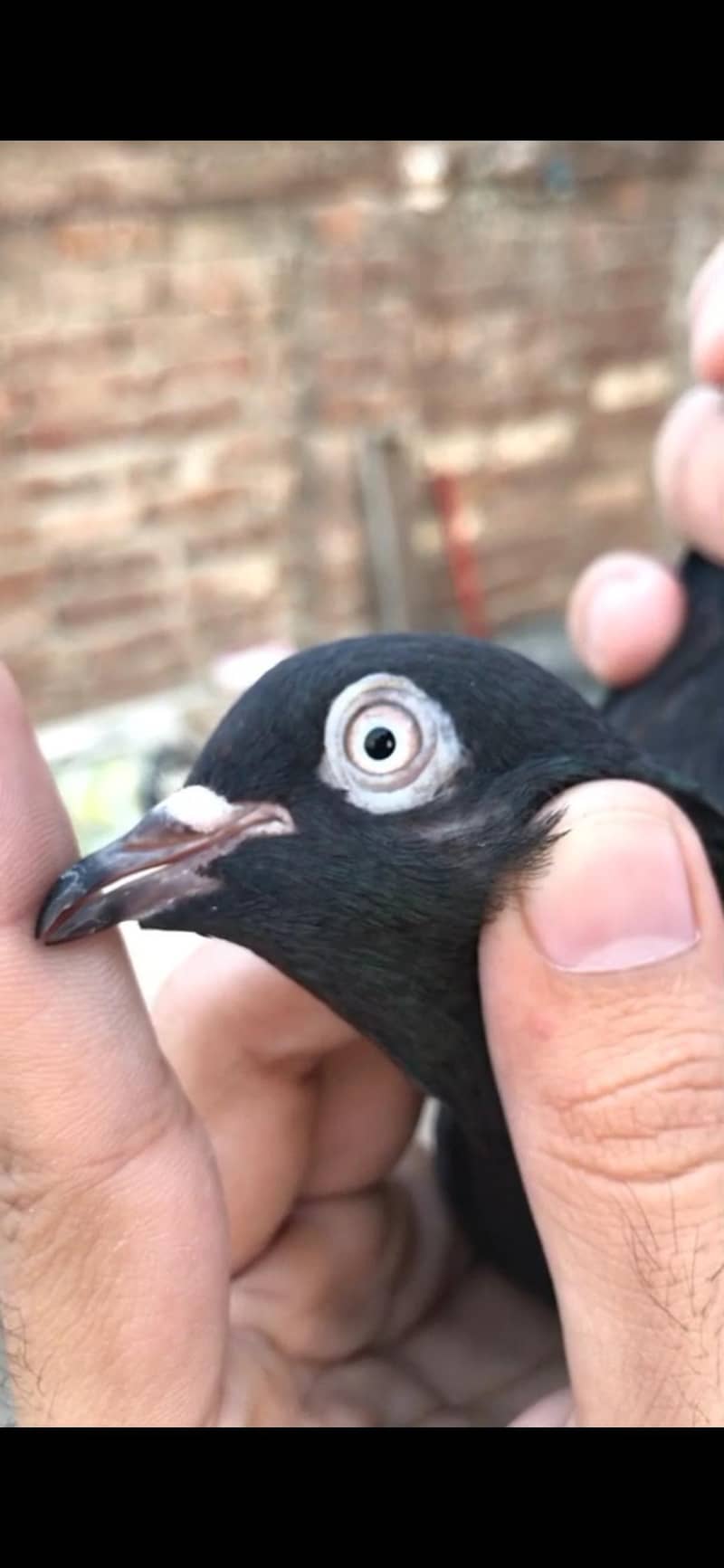 pigeon 7