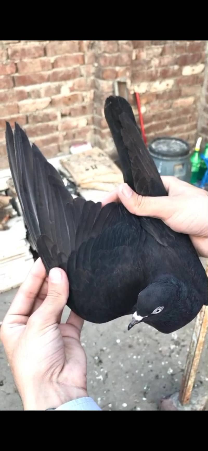 pigeon 8