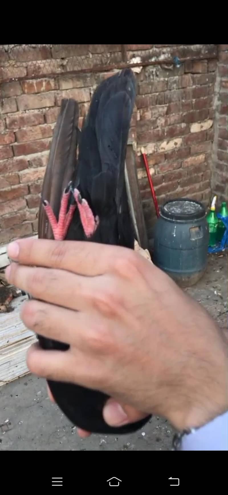 pigeon 10