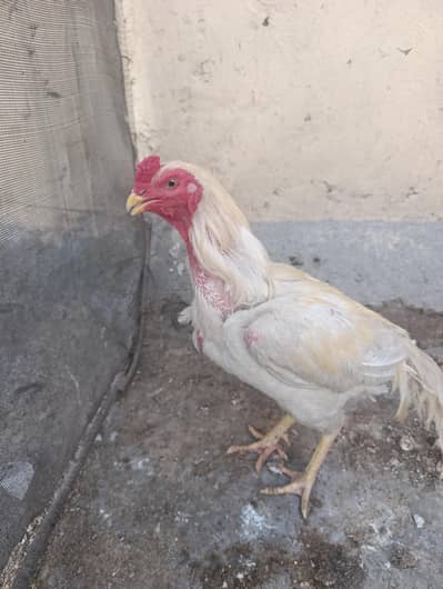 Pure Aseel Murga for Sale - Healthy and Active