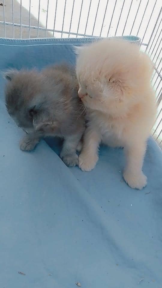 Persian pair 3