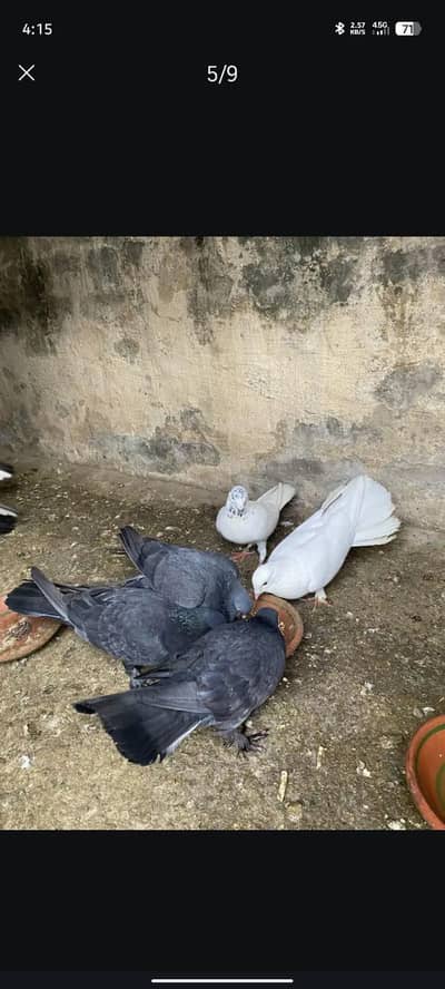 health and active  pigeons