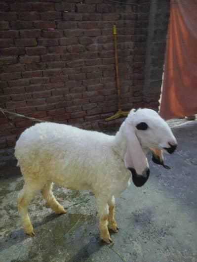 Sheep