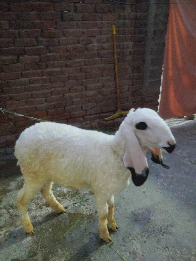 Sheep 0