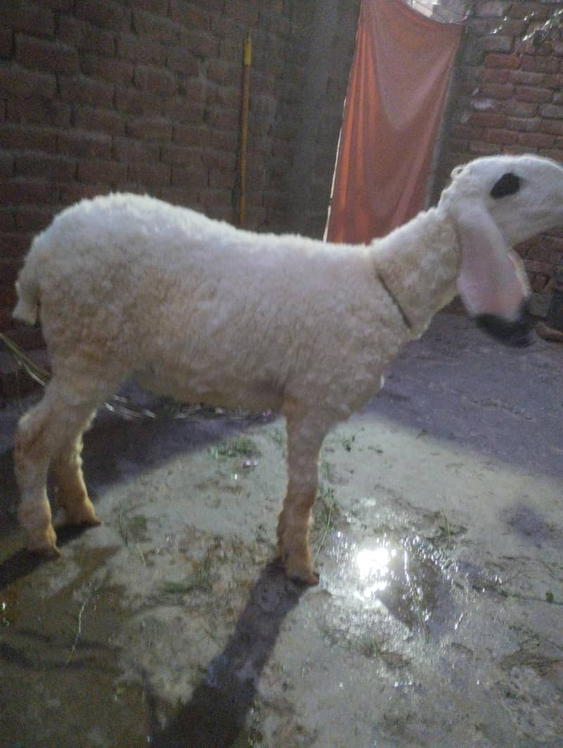 Sheep 1