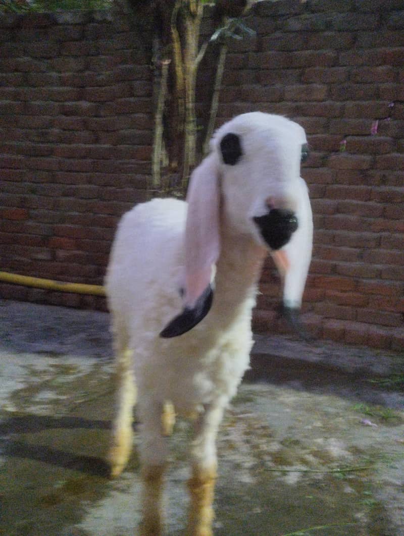 Sheep 2