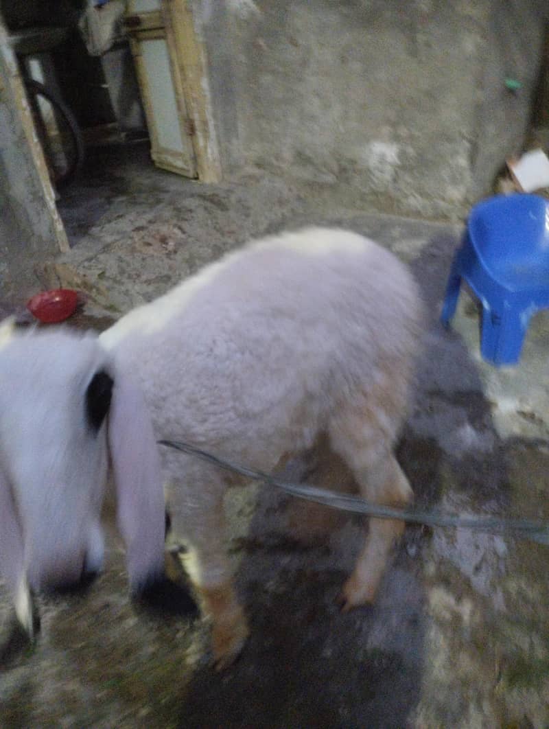 Sheep 3