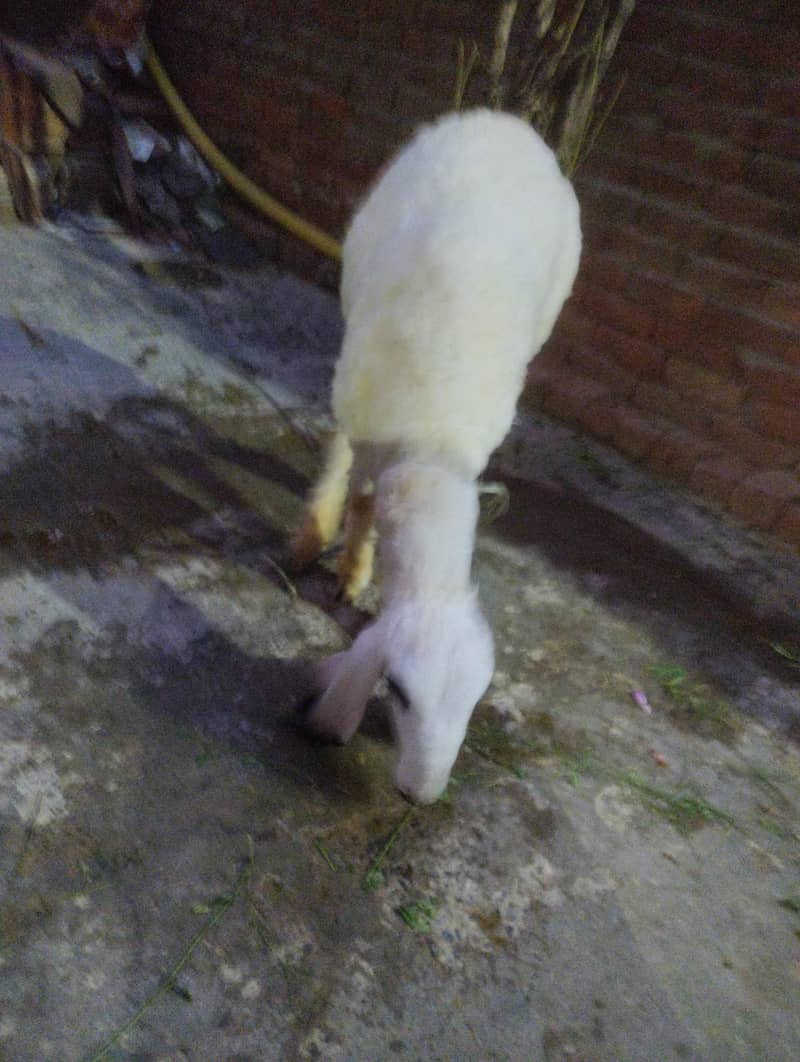 Sheep 4