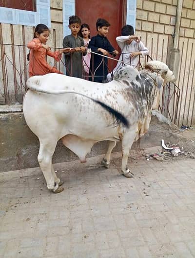 Ghar ka pala hoa bachraa