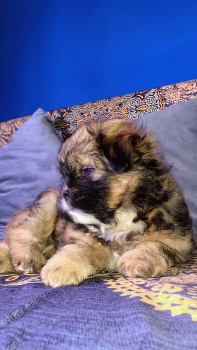 beautiful active beautiful puppy 3 month baby