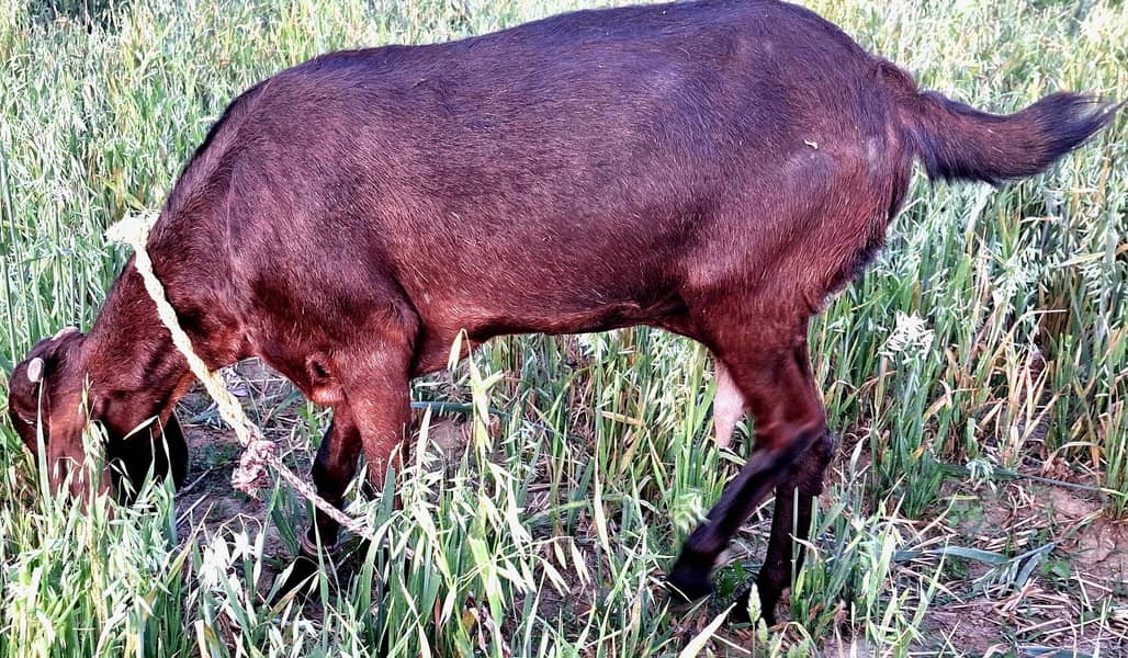 goats 1