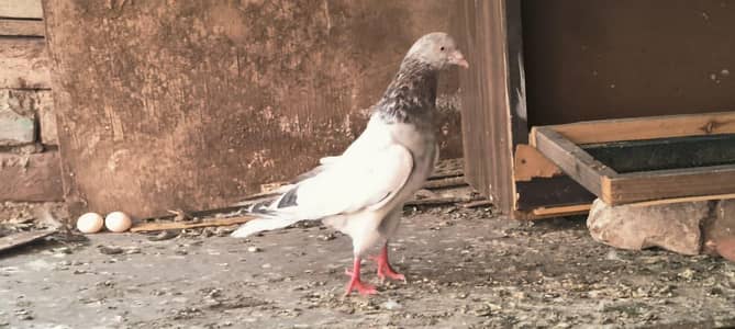 lakha salyta male for sale