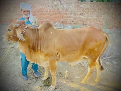 Beautiful Calf for Upcoming Qurbani – Top Health