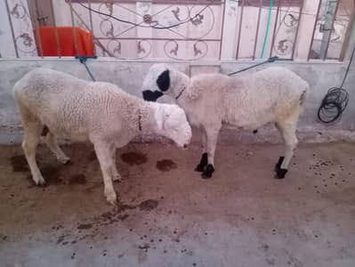 qurbani sheep
