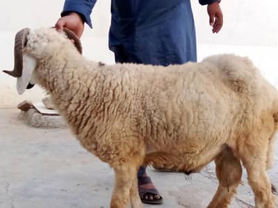 cattle farm karachi