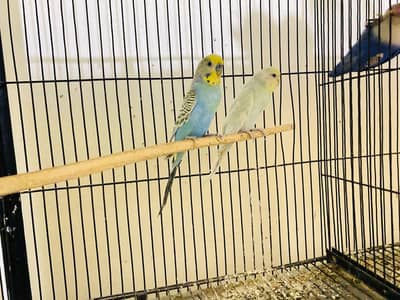 Australian, jawa, Love bird