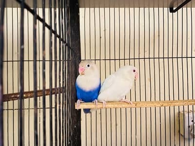 Jawa, Love bird