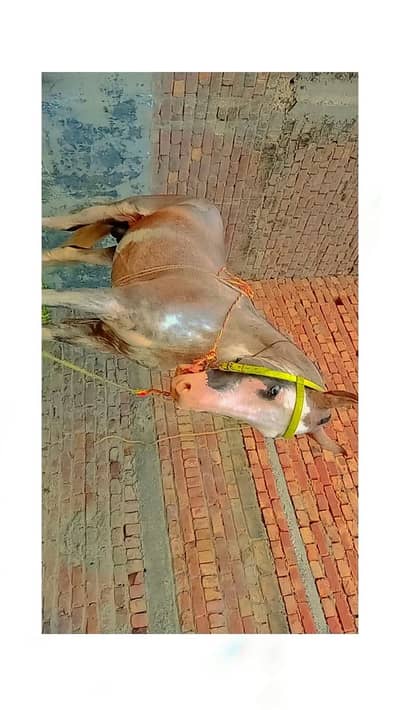 Horse for sale Sialkot price 300000