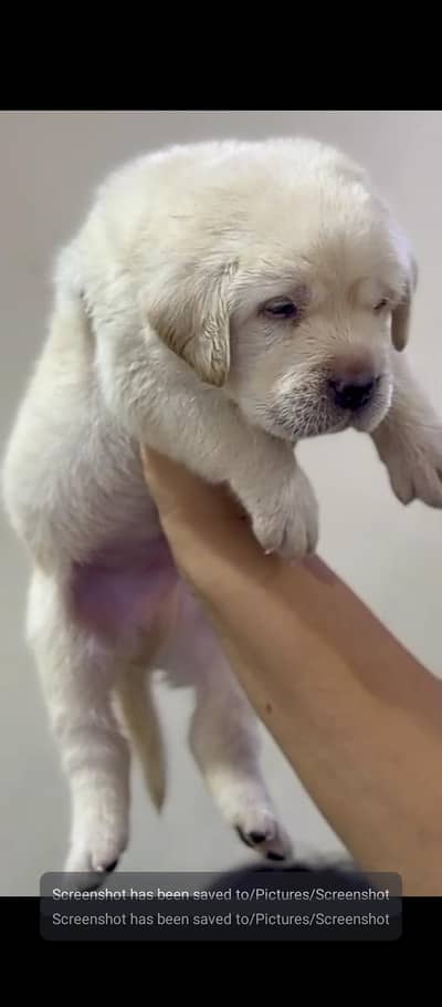 British Labrador pedigree