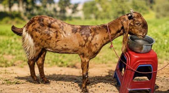 donda  Bakra ha