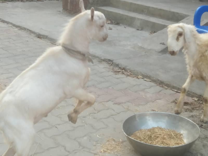 دمبا اور بکرا برائے فروخت 0
