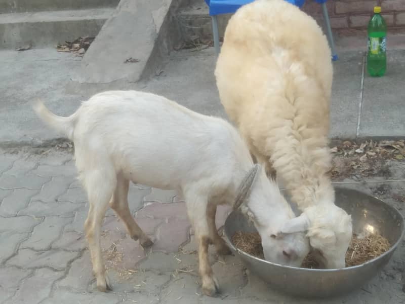 دمبا اور بکرا برائے فروخت 1
