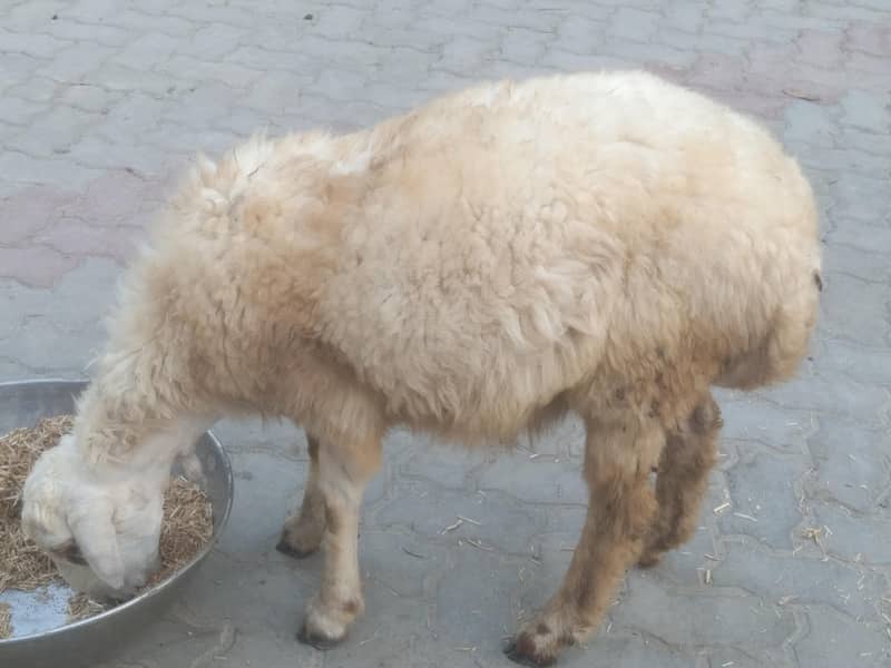 دمبا اور بکرا برائے فروخت 2