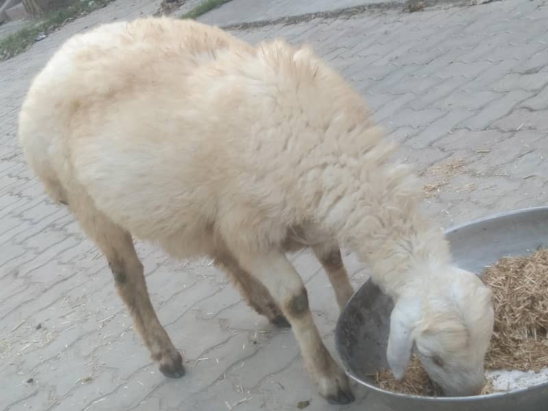 دمبا اور بکرا برائے فروخت 3