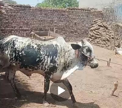Eid k liay bashra .