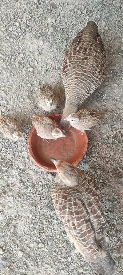 Dakhni Tetar Chicks For Sale