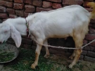 Qurbani 2026