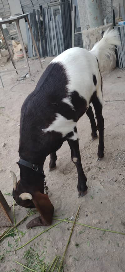 bakra for sale