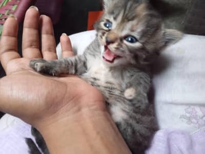 Persian Kittens | Triple Coated | Fluffy | Cat". . . . . .