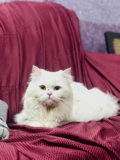 Persian cat for sale my WhatsApp number 0329-70-46-121