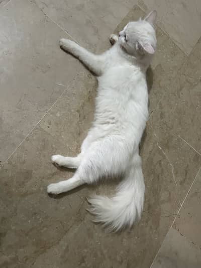 Cat sale